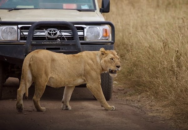 Gérer les rencontres avec des animaux sauvages : quand observer et quand s'éloigner